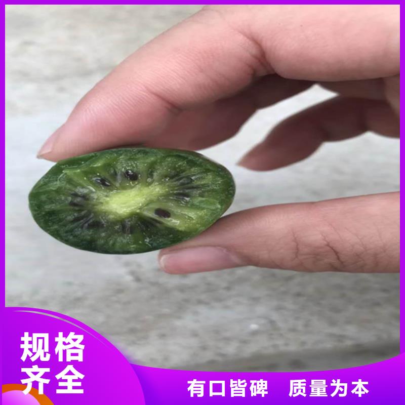 猕猴桃【花椒苗】敢与同行比质量