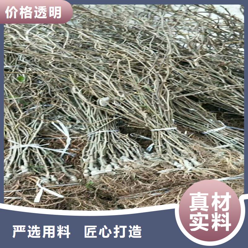 猕猴桃北美冬青一站式供应厂家