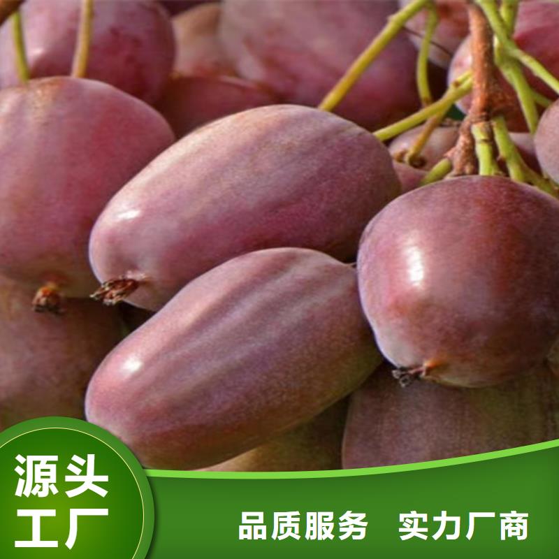 【 猕猴桃 樱桃苗当地货源】|惠民|无棣|东营|潍坊|烟台|济南|临沂qy55.com