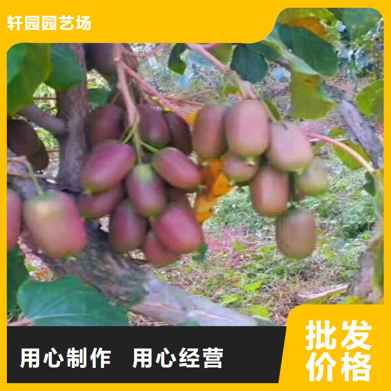 猕猴桃_梨树苗厂家供应