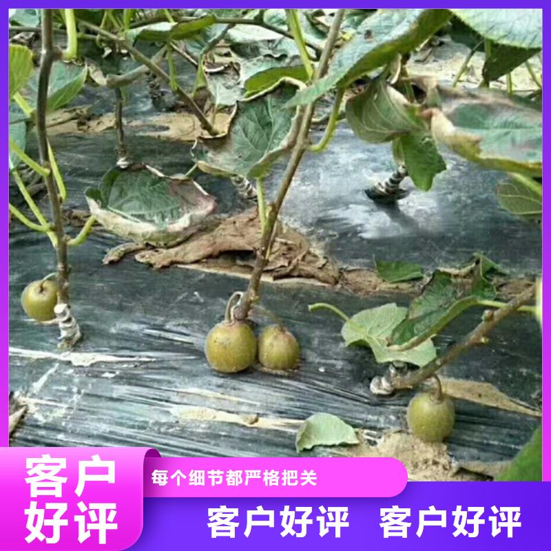 猕猴桃葡萄苗优选原材