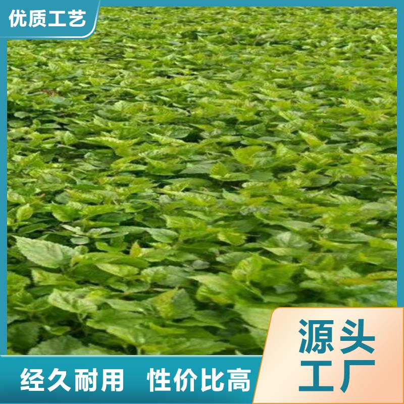 【猕猴桃】樱桃苗产地源头好货