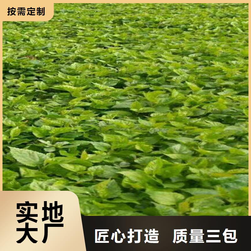 軟棗獼猴桃苗種植管理技術