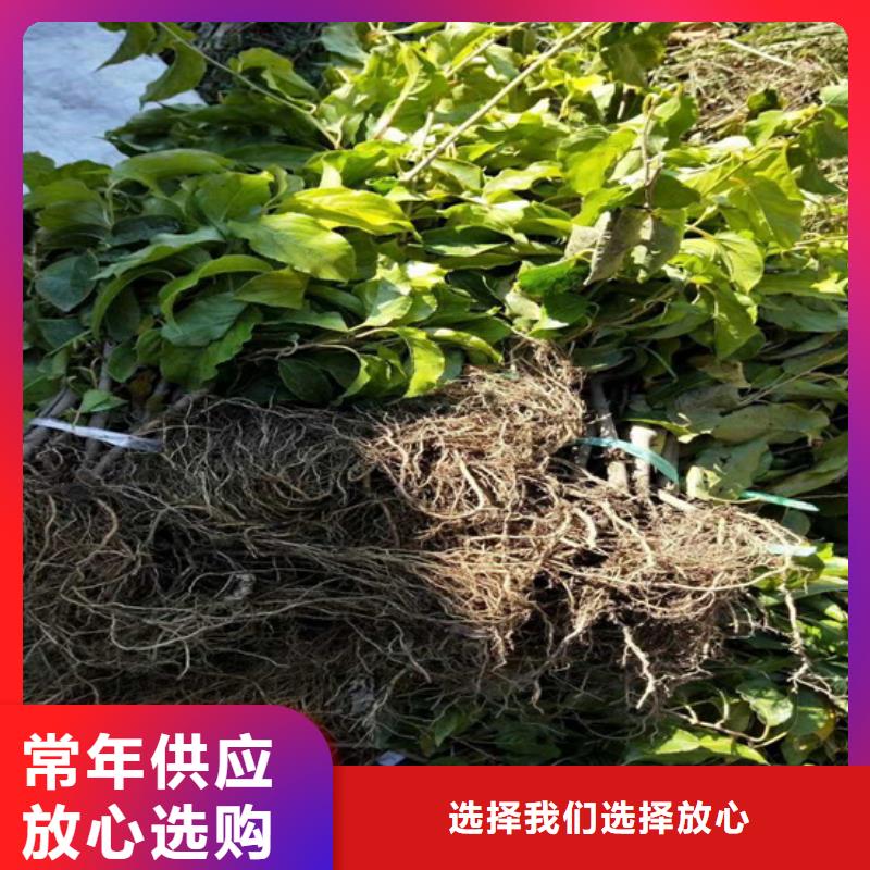 严选用料【猕猴桃】_桃树苗为您提供一站式采购服务-企业旺旺