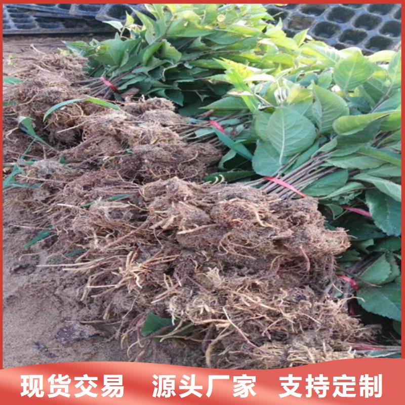 【猕猴桃】_桃树苗为您提供一站式采购服务本地经销商