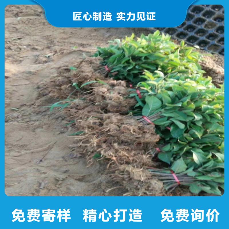 猕猴桃樱桃苗多种款式可随心选择