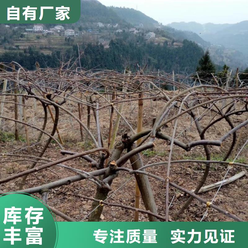 猕猴桃 【樱桃苗】匠心打造