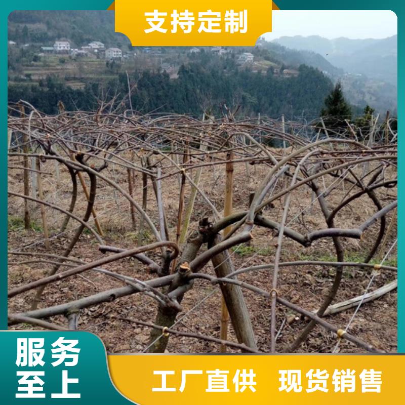 【猕猴桃】_桃树苗为您提供一站式采购服务本地经销商