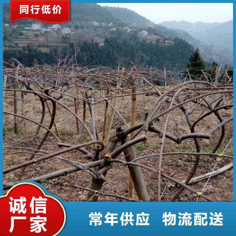 【 猕猴桃 樱桃苗当地货源】|惠民|无棣|东营|潍坊|烟台|济南|临沂qy55.com