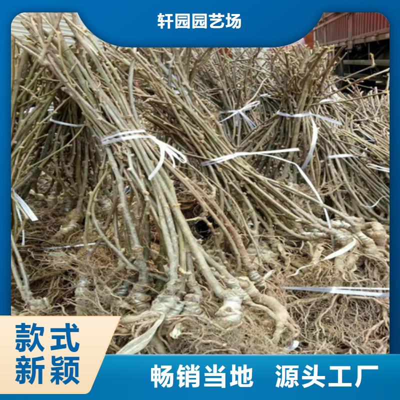 猕猴桃葡萄苗优选原材