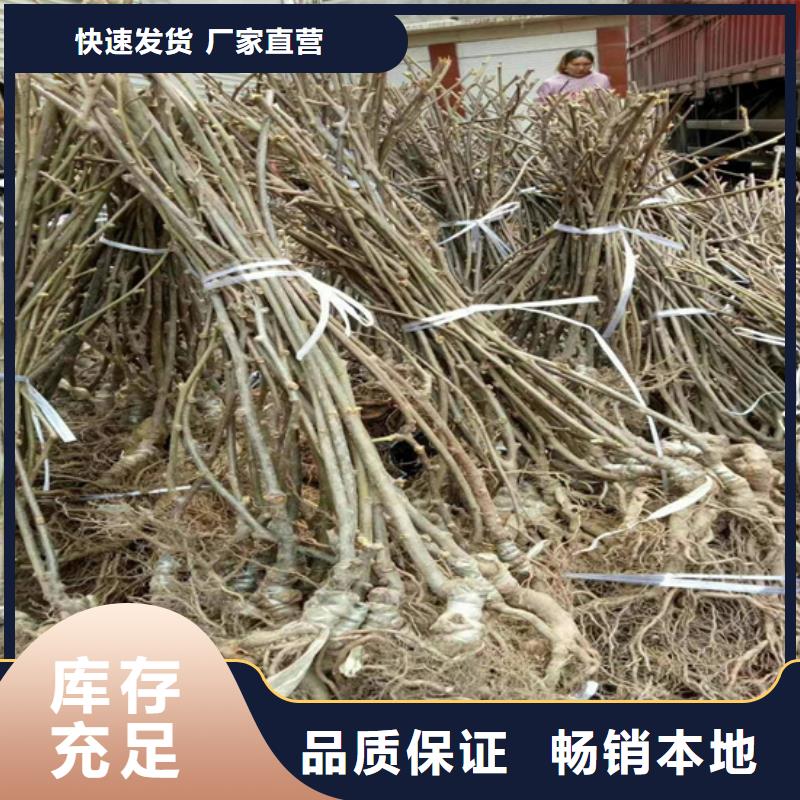 【獼猴桃黃瓜苗出貨快】