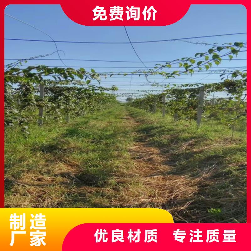 |邹平|无棣|临沂|聊城|枣庄|威海轩园【 猕猴桃 樱桃苗当地货源】