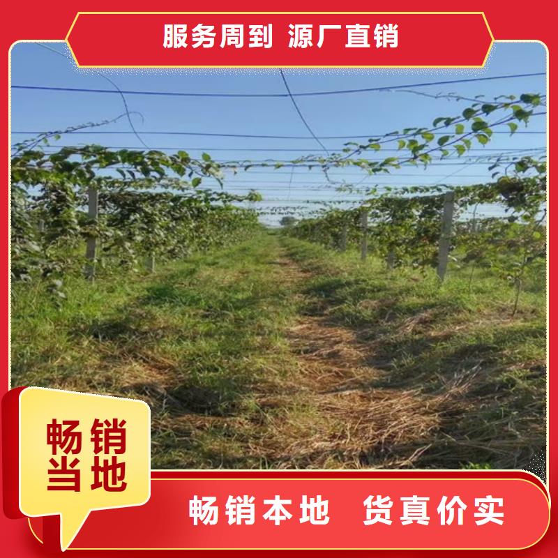 猕猴桃【花椒苗】敢与同行比质量