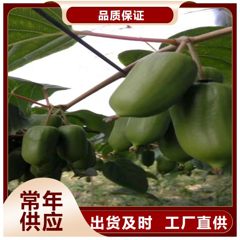 猕猴桃 【樱桃苗】匠心打造