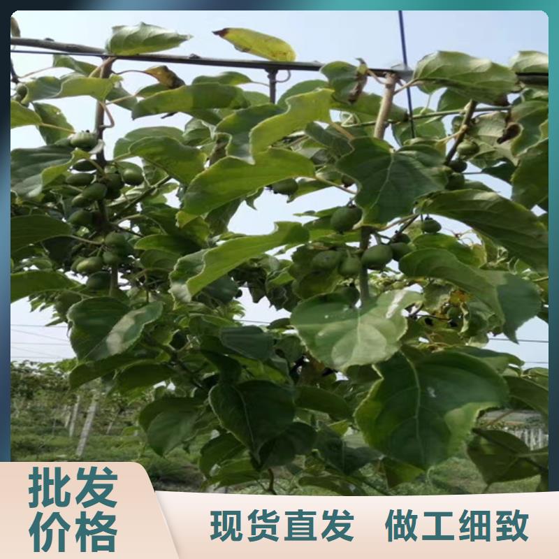 猕猴桃樱桃苗多种款式可随心选择