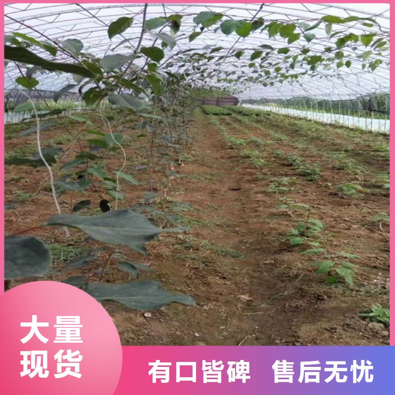 獼猴桃,櫻桃苗優選貨源