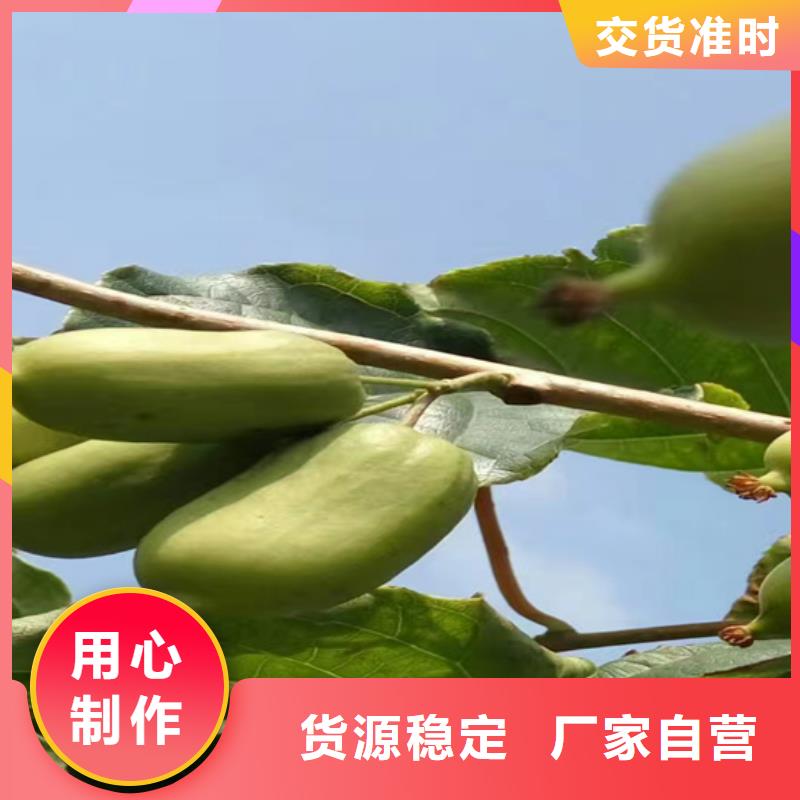 猕猴桃北美冬青一站式供应厂家