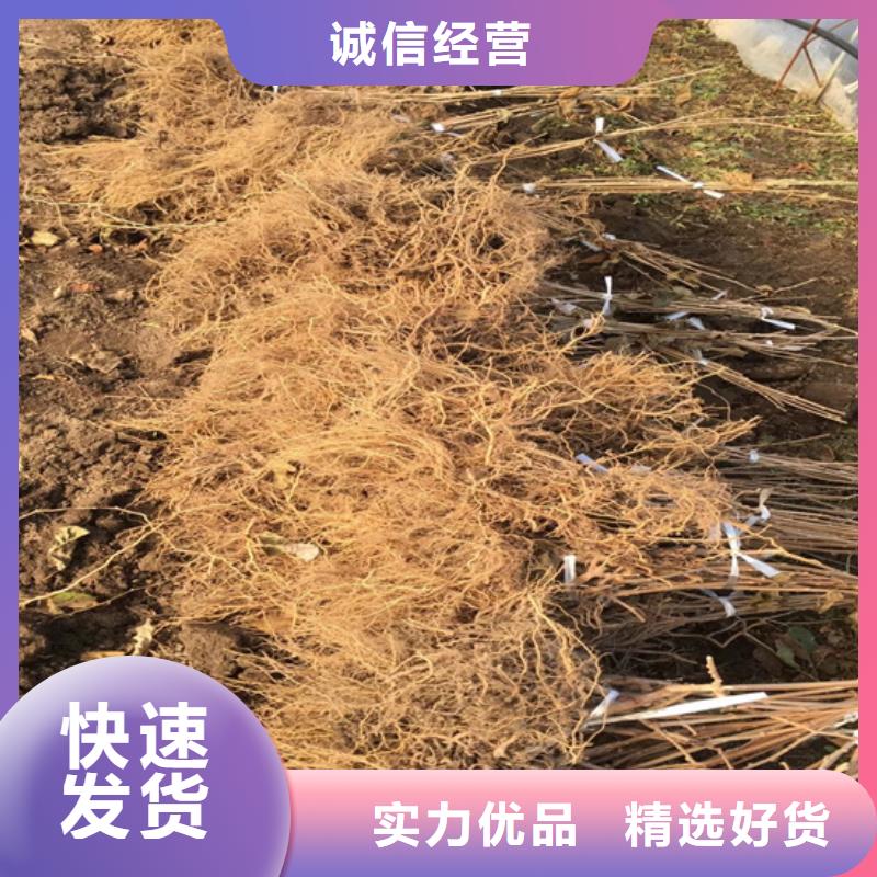 |邹平|无棣|临沂|聊城|枣庄|威海轩园【 猕猴桃 樱桃苗当地货源】