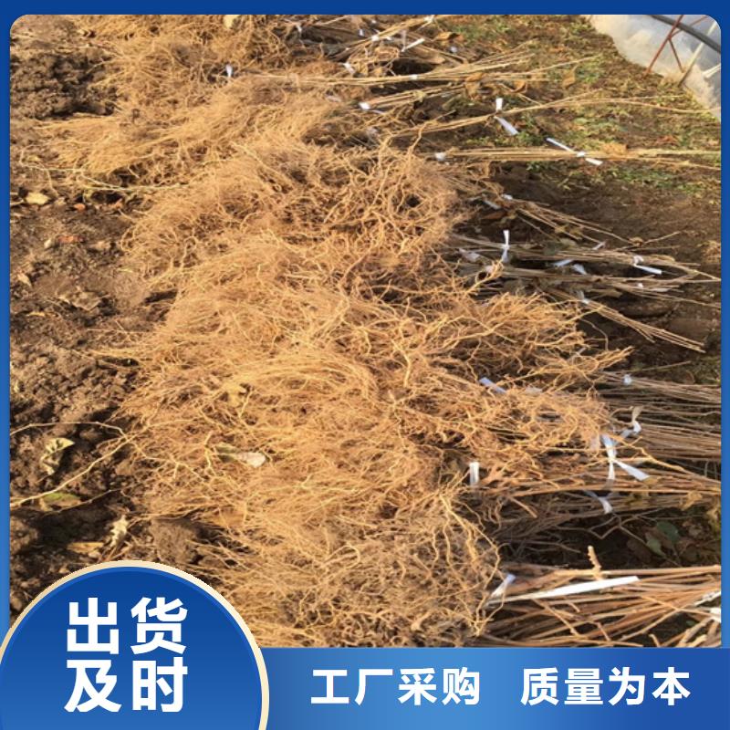 【獼猴桃】櫻桃苗專注細節使用放心