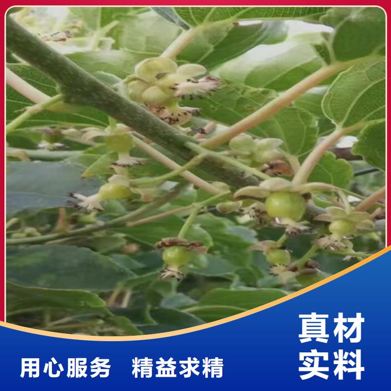 【 猕猴桃 樱桃苗当地货源】|惠民|无棣|东营|潍坊|烟台|济南|临沂qy55.com