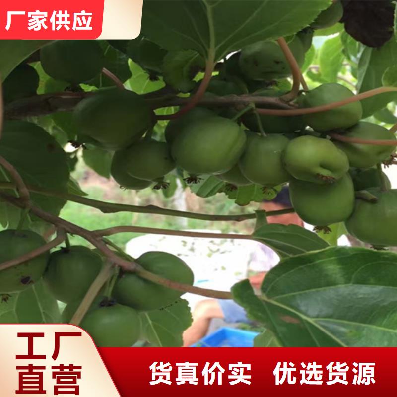 【猕猴桃】_桃树苗为您提供一站式采购服务本地经销商