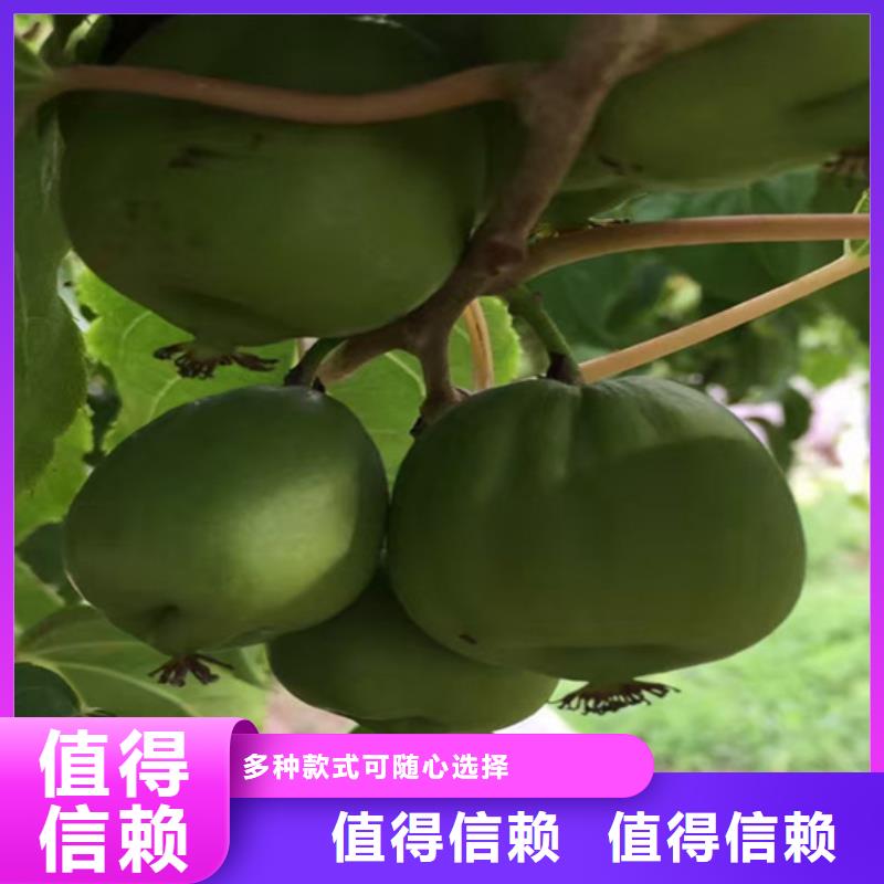 猕猴桃樱桃苗厂家型号齐全