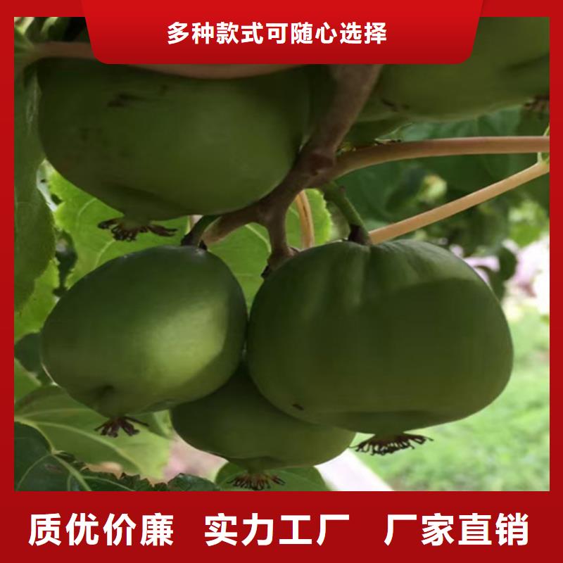 【獼猴桃】櫻桃苗專注細節使用放心