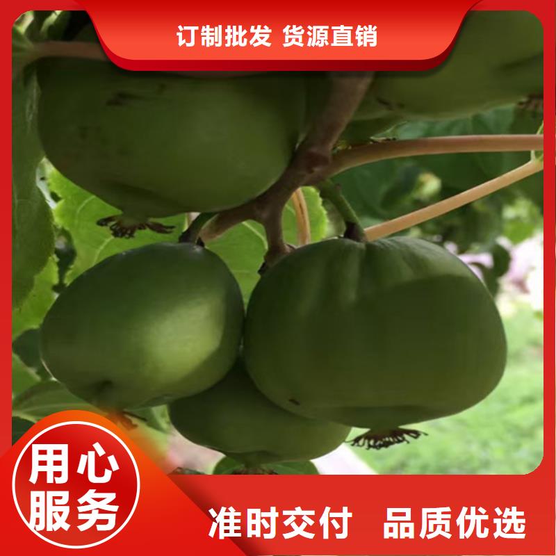 獼猴桃,櫻桃苗優選貨源