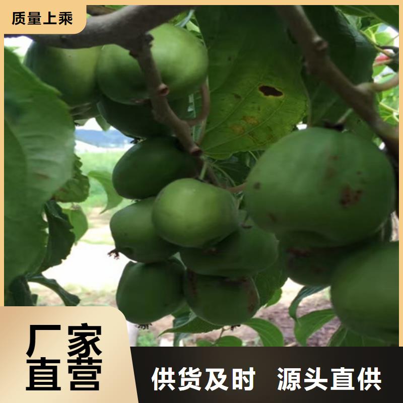 猕猴桃【花椒苗】敢与同行比质量