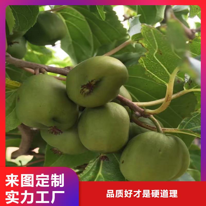 獼猴桃藍莓苗好貨采購