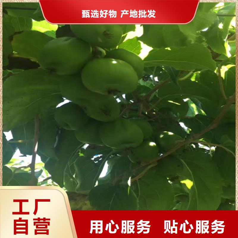 【 猕猴桃 樱桃苗当地货源】_轩园园艺场(滨州市分公司)