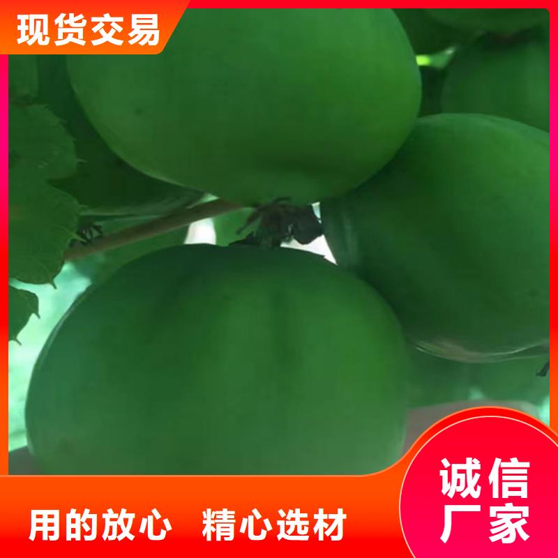 猕猴桃蓝莓苗好货采购