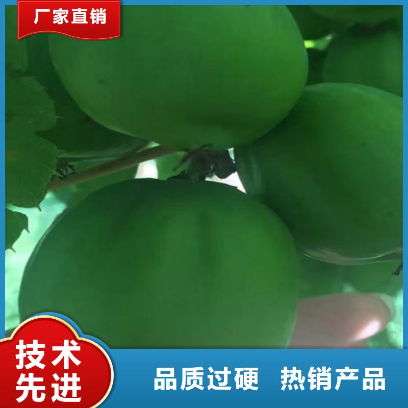 猕猴桃【花椒苗】敢与同行比质量