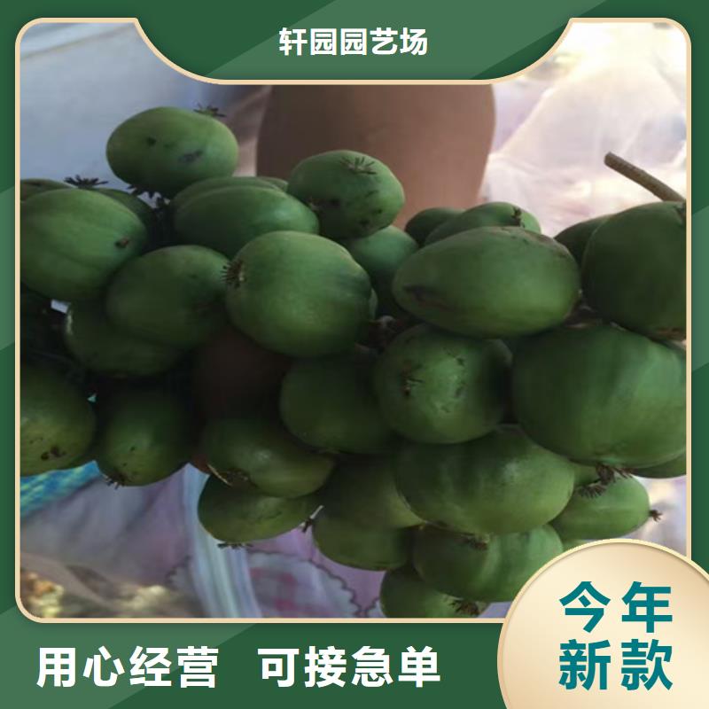 严选用料【猕猴桃】_桃树苗为您提供一站式采购服务-企业旺旺
