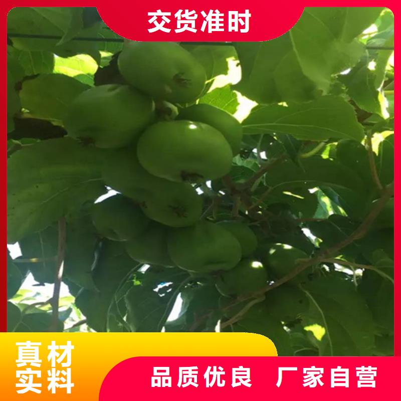 【 猕猴桃 樱桃苗当地货源】|惠民|无棣|东营|潍坊|烟台|济南|临沂qy55.com