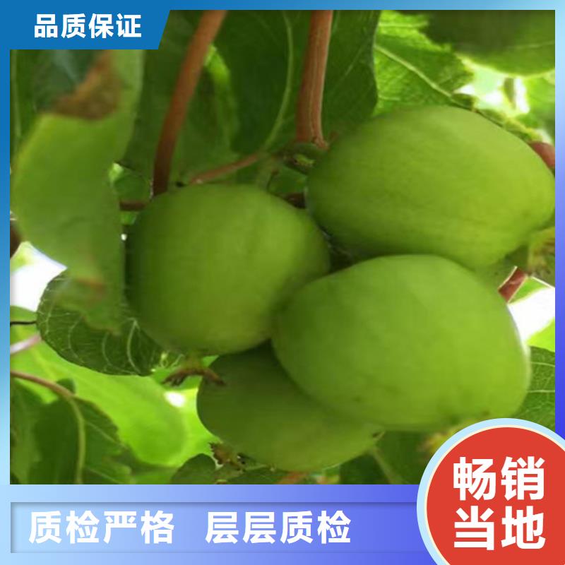 猕猴桃北美冬青一站式供应厂家
