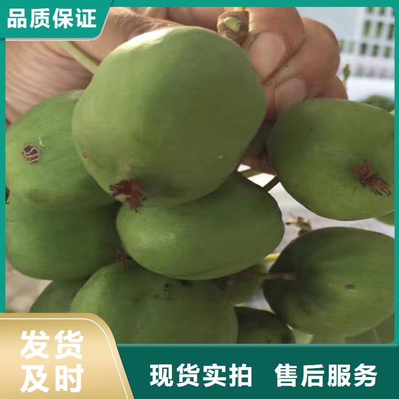 猕猴桃 【樱桃苗】匠心打造