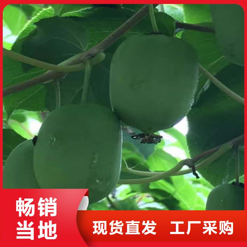 猕猴桃【花椒苗】敢与同行比质量