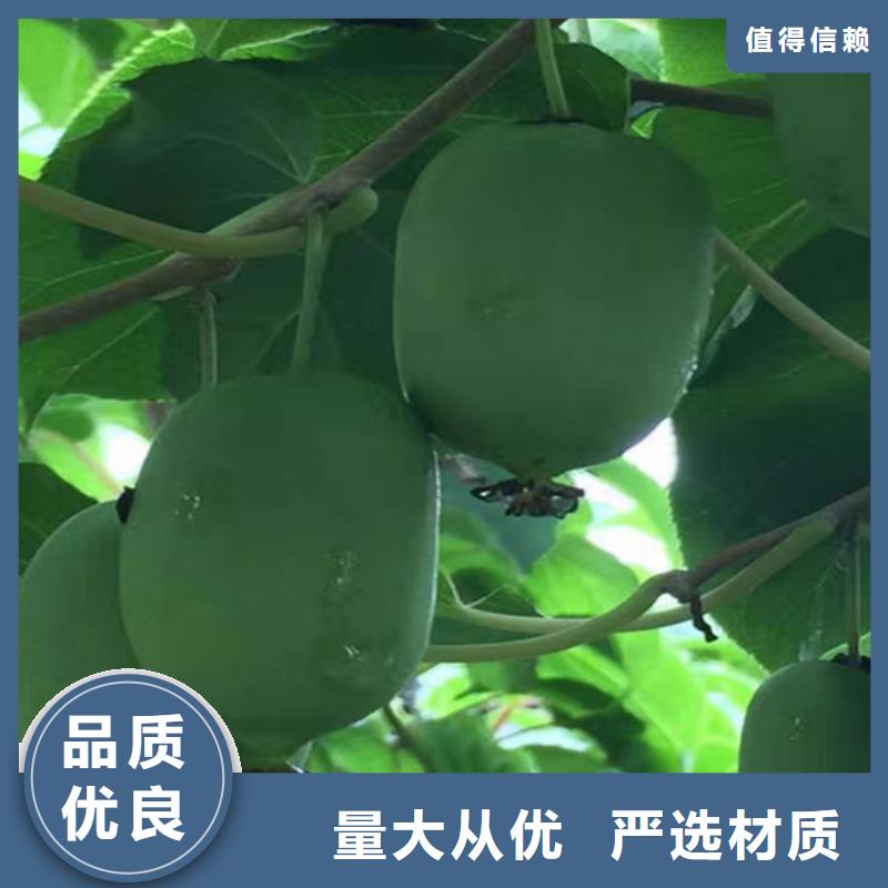 【猕猴桃黄瓜苗出货快】