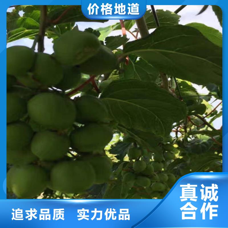 梨树苗-视频-滨州市梨树苗-(同城)可服务区域沾化|无棣|青岛|莱芜|菏泽|济南