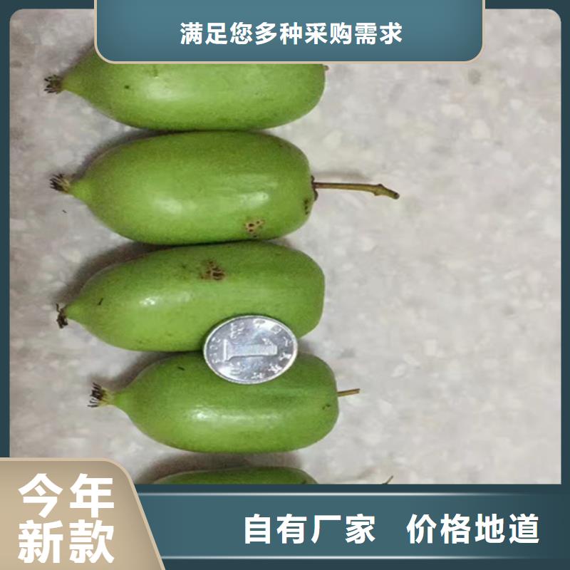 【猕猴桃】,苹果苗款式新颖