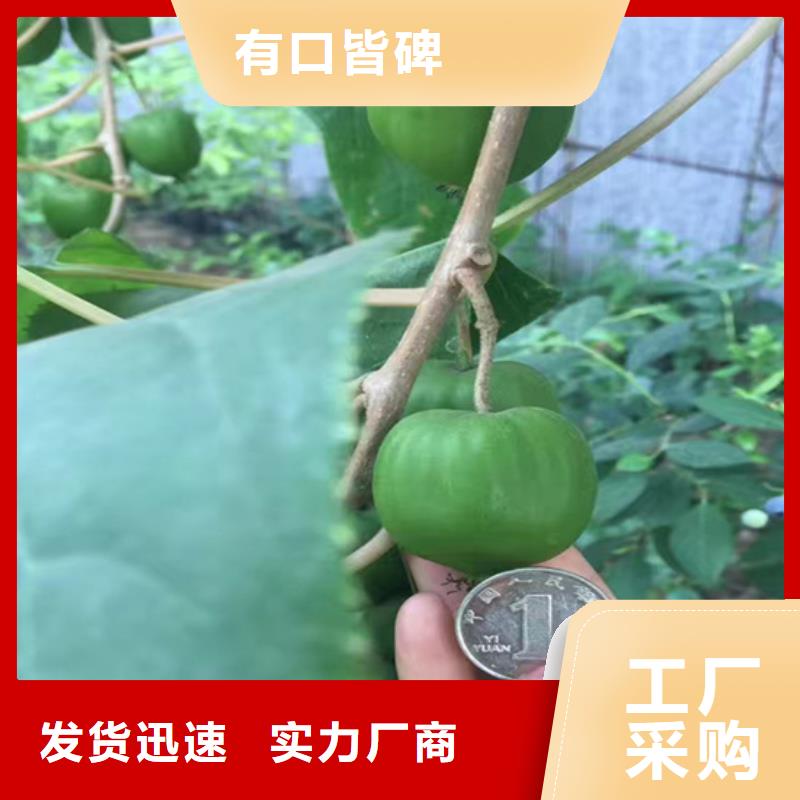 猕猴桃_梨树苗厂家供应