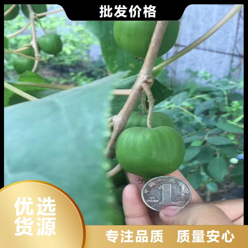 【猕猴桃】_桃树苗为您提供一站式采购服务本地经销商