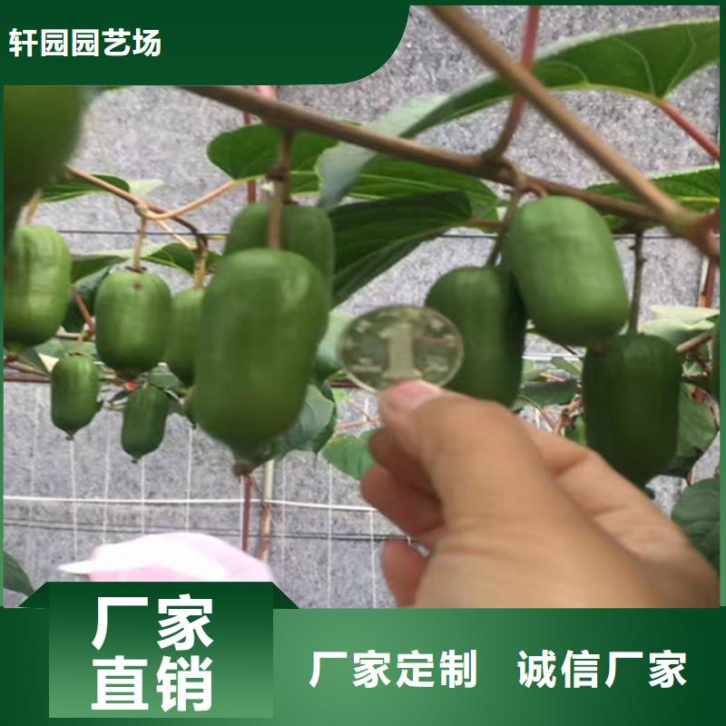 獼猴桃櫻桃苗現(xiàn)貨實(shí)拍