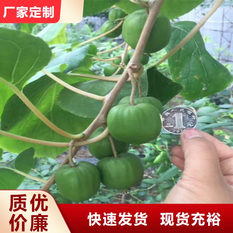 【 猕猴桃 樱桃苗当地货源】|惠民|无棣|东营|潍坊|烟台|济南|临沂qy55.com