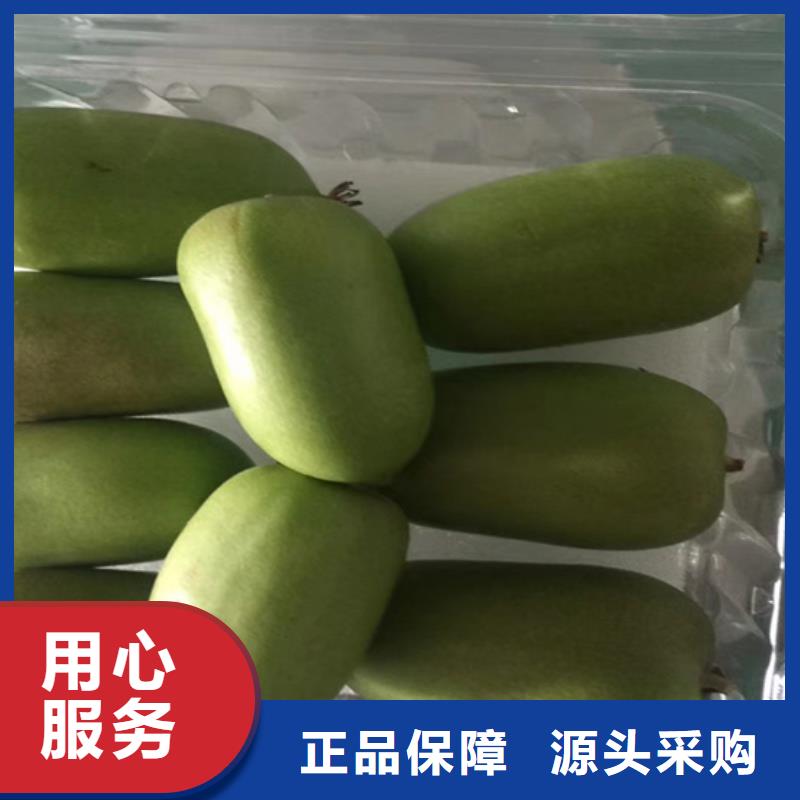 【 猕猴桃 樱桃苗当地货源】|惠民|无棣|东营|潍坊|烟台|济南|临沂qy55.com