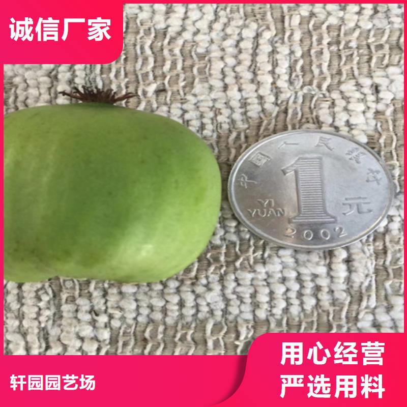【獼猴桃】藍(lán)莓苗產(chǎn)品優(yōu)良