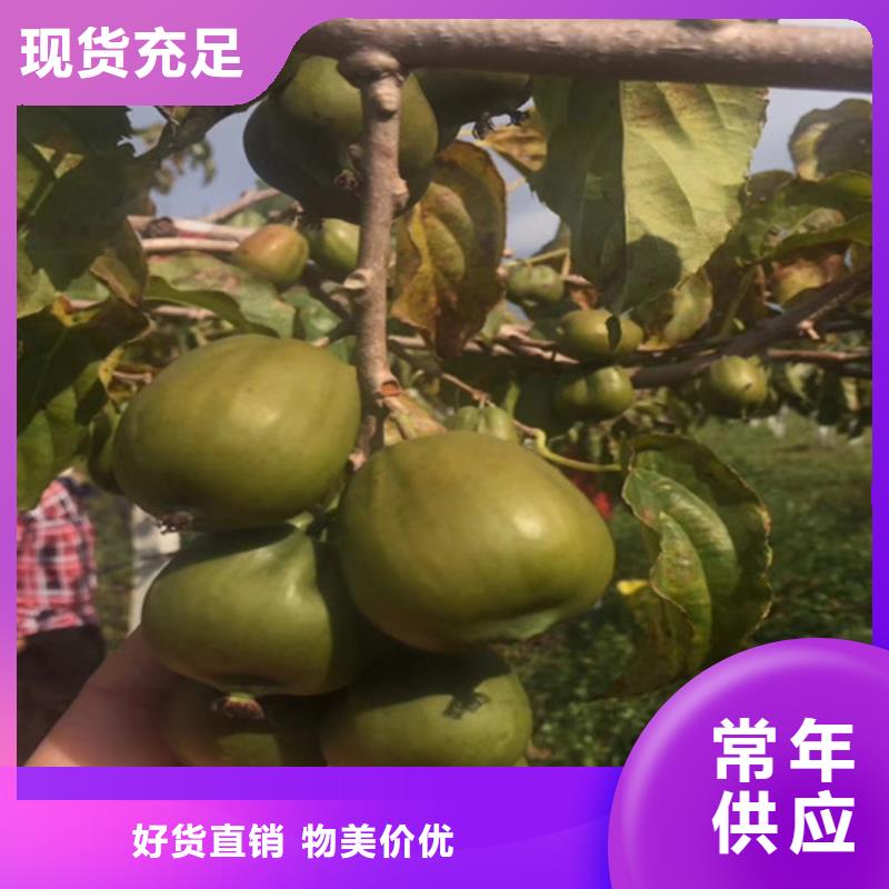 【 猕猴桃 樱桃苗当地货源】_轩园园艺场(滨州市分公司)