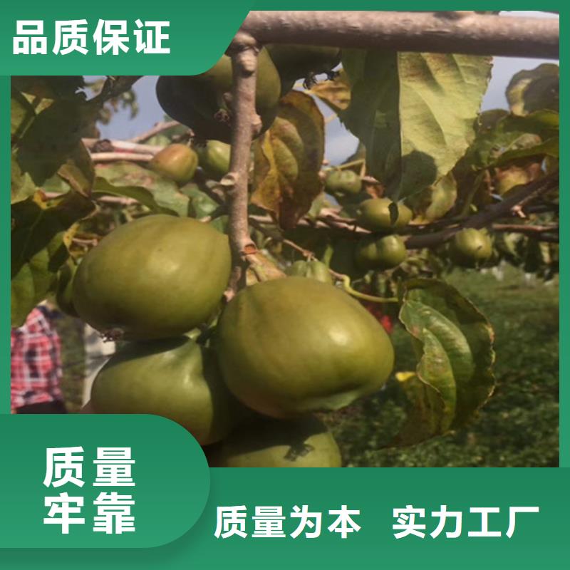 严选用料【猕猴桃】_桃树苗为您提供一站式采购服务-企业旺旺