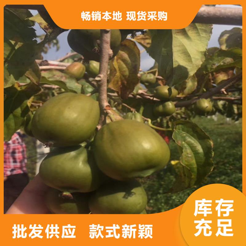 猕猴桃蓝莓苗好货采购